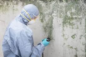 Why You Should Choose Our Mold Remediation Services in Hartford City, IN